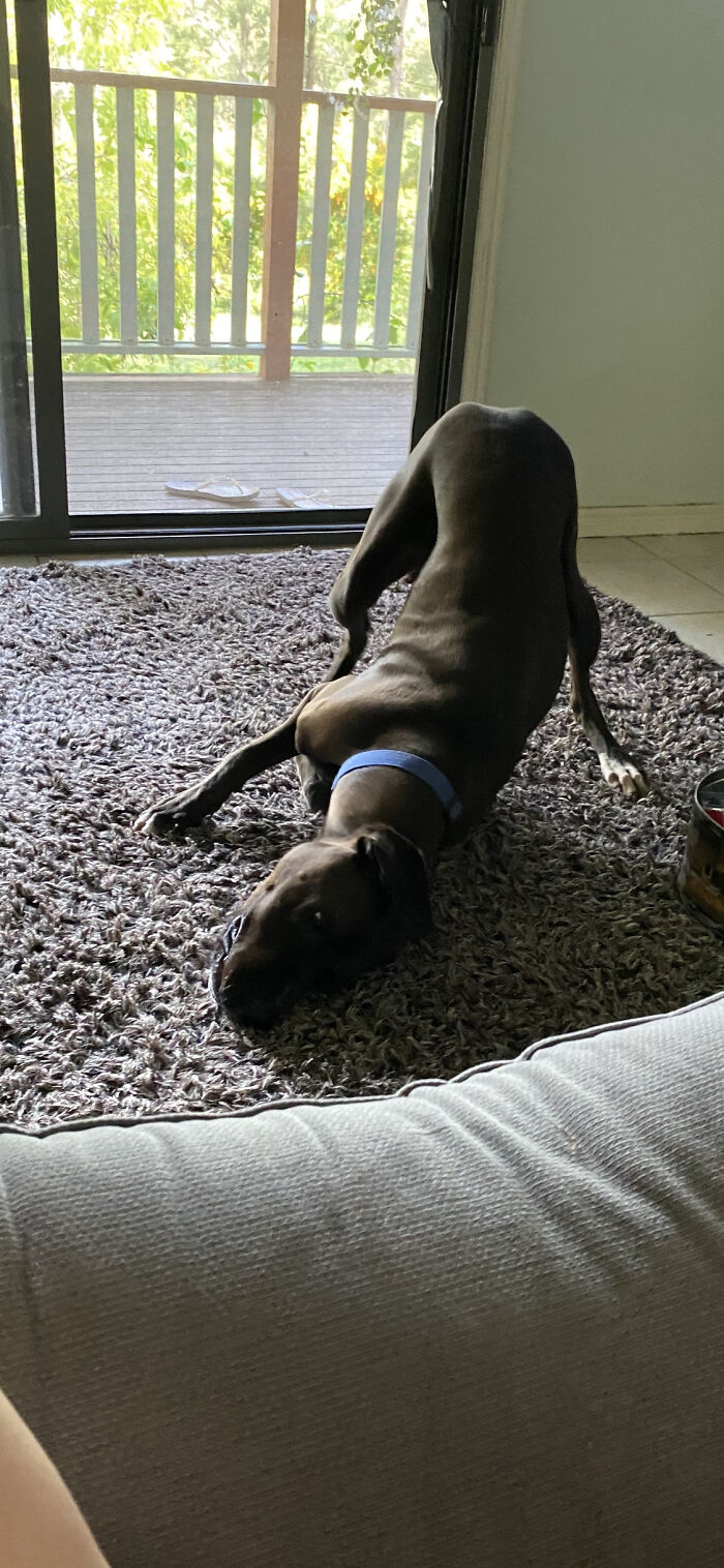 Not Quite Sure What My Dog Is Doing