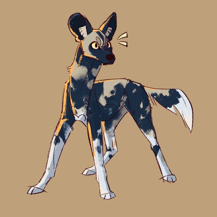 A Spunky Lil African Wild Dog :3