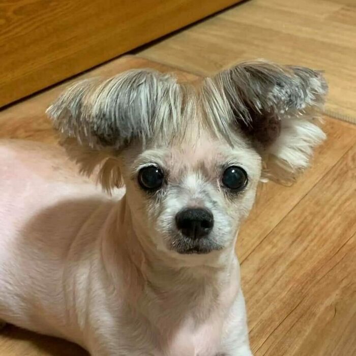 Haircut-Fails-Isthisyourclient