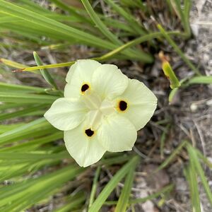 austenatwoodbronte avatar