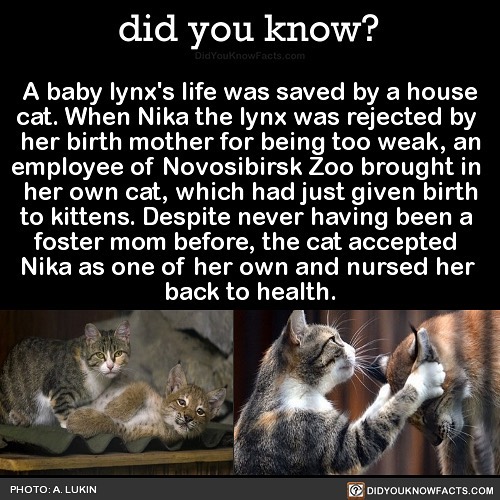 Interesting-Facts-Did-You-Know
