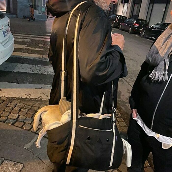 Poorly-Photographed-Dogs