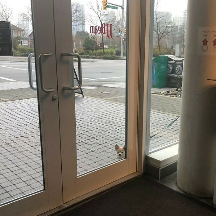 Poorly-Photographed-Dogs