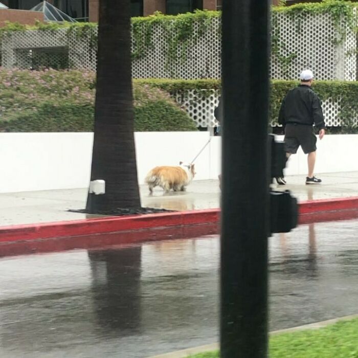 Poorly-Photographed-Dogs