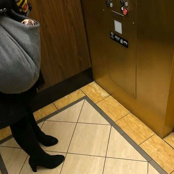 35 Funny And Adorable Dogs That Were Sneakily Photographed And Ended On Up On ‘Dogs Poorly Photographed’ IG Page