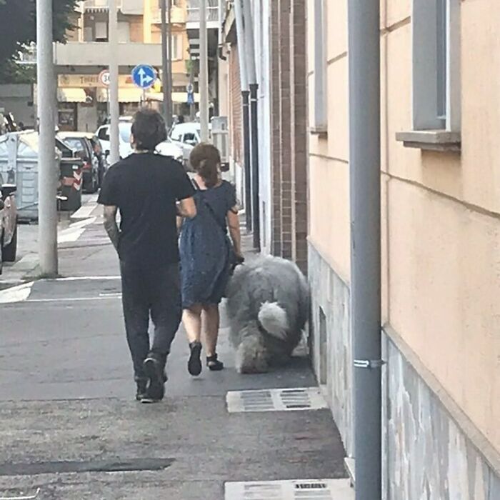 35 Funny And Adorable Dogs That Were Sneakily Photographed And Ended On Up On ‘Dogs Poorly Photographed’ IG Page