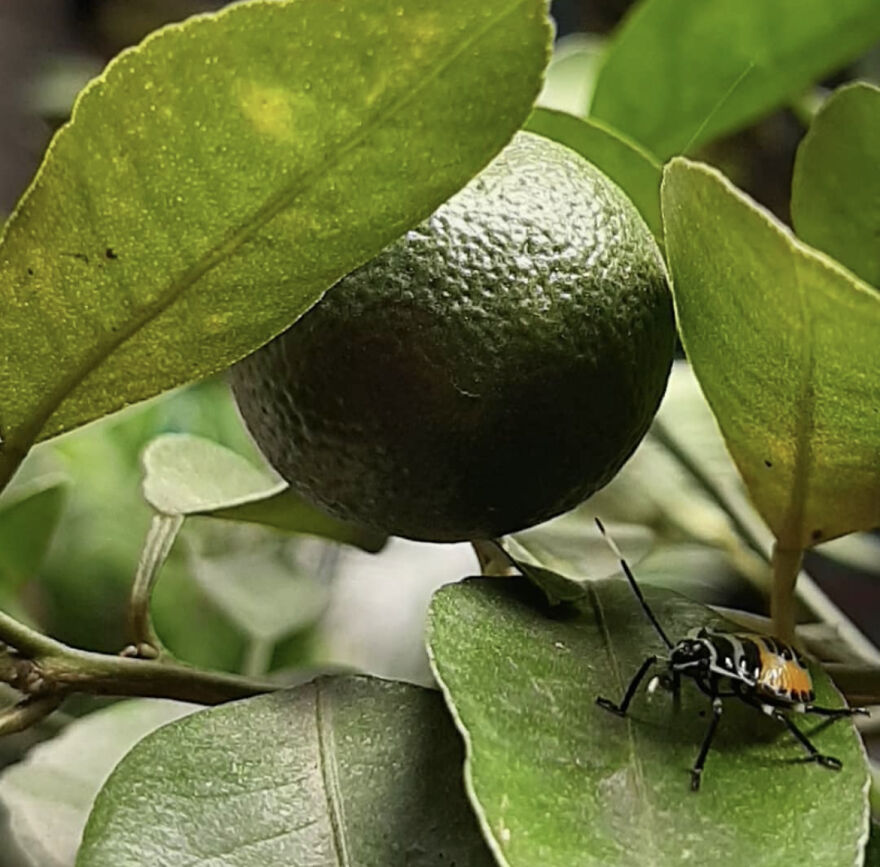 A Bug’s Life. Caught In The Act.