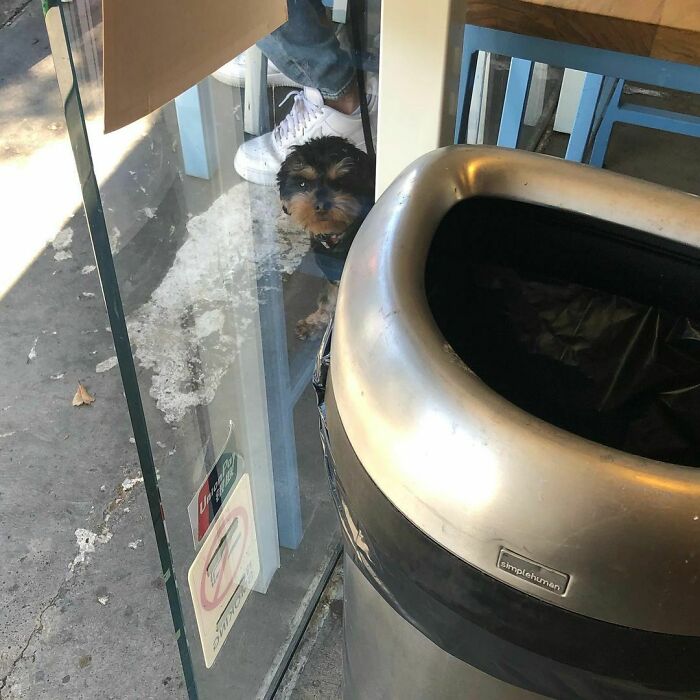 Poorly-Photographed-Dogs