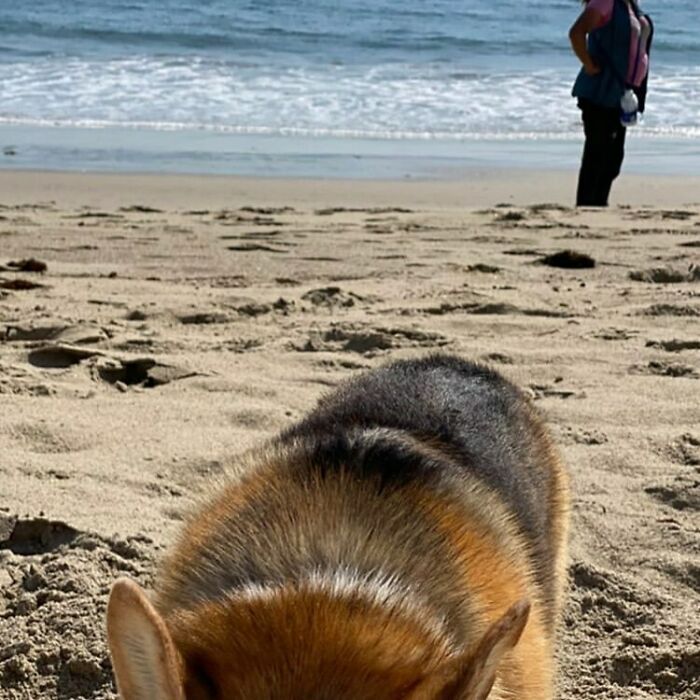 35 Funny And Adorable Dogs That Were Sneakily Photographed And Ended On Up On ‘Dogs Poorly Photographed’ IG Page