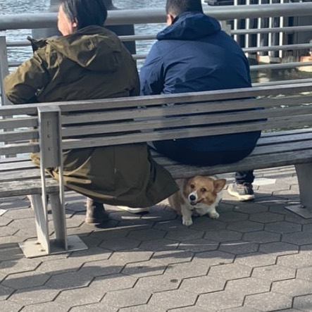 Poorly-Photographed-Dogs