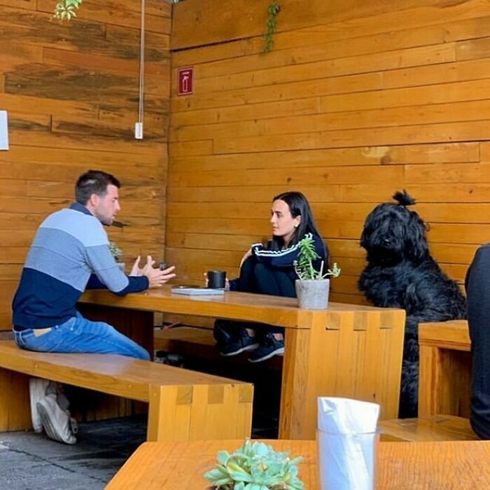 Poorly-Photographed-Dogs