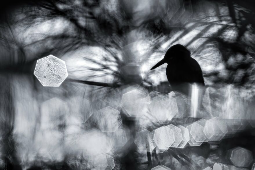 Luca Lorenz - Young Wet Category Winner