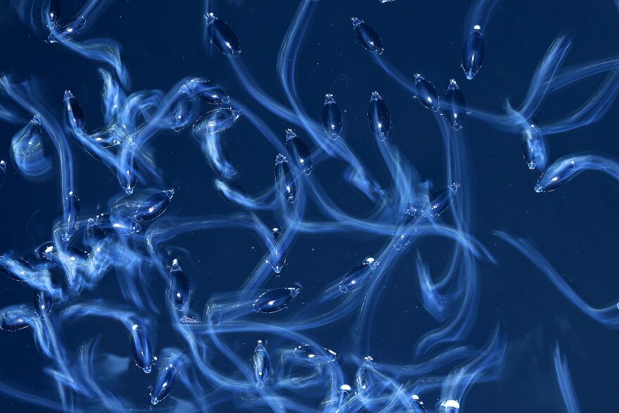 Norbert Kaszás - Wet Category