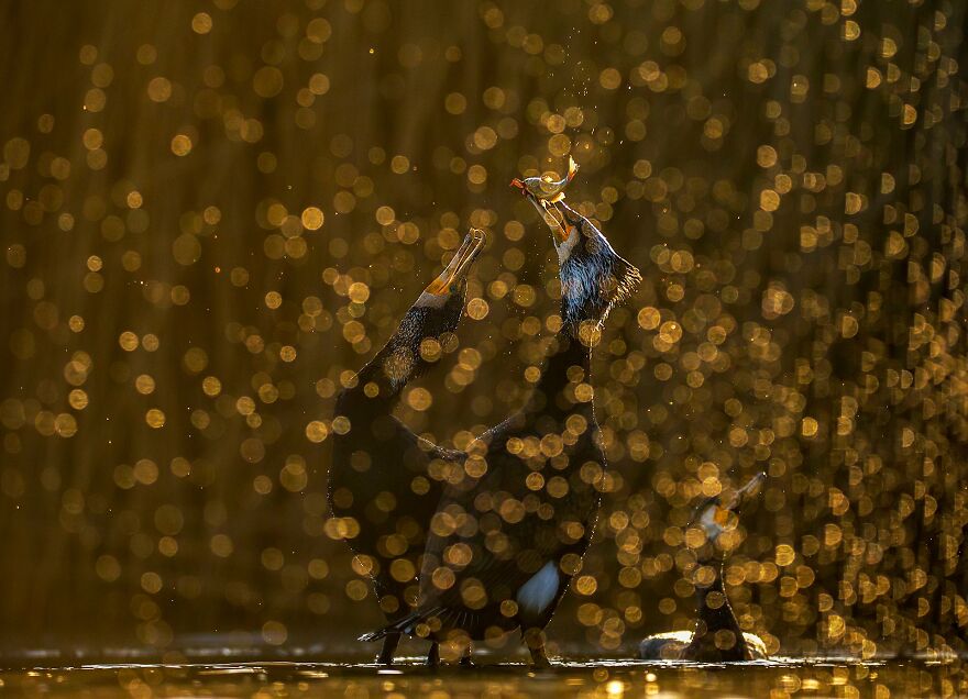 Irma Szabó - Wet Silver Award Winner