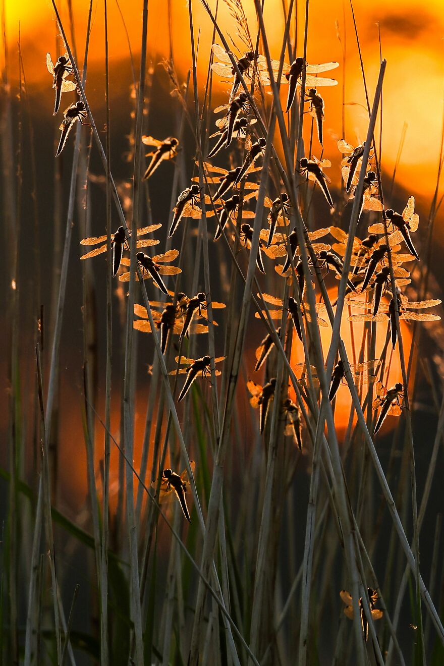 Robin Morrison - Light Bronze Award Winner