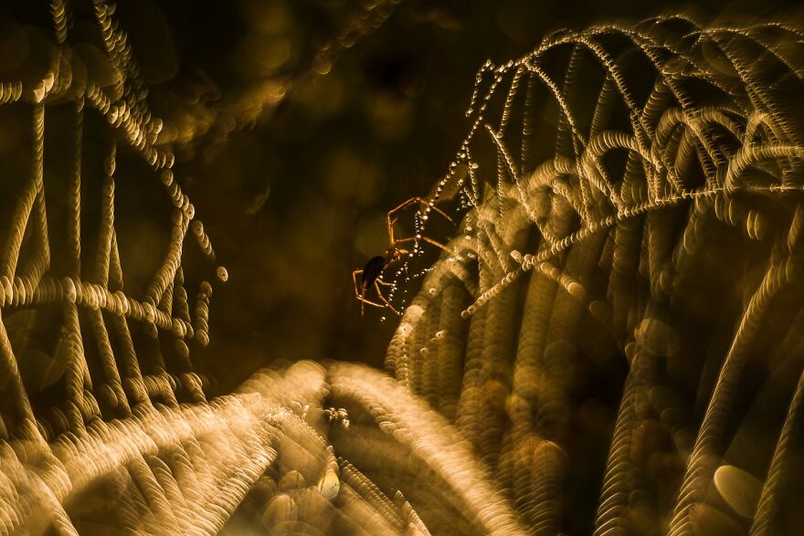 Krisztina Szakolczai - Light Category