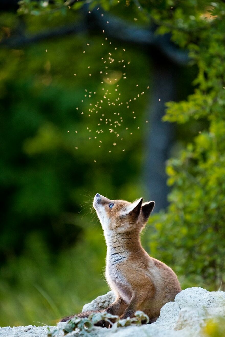 Ervin Horesnyík - Light Category