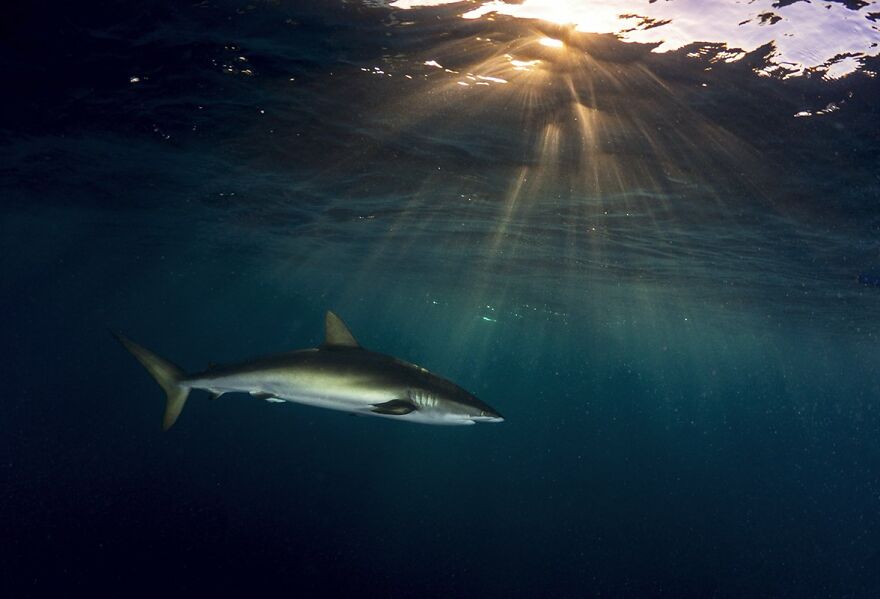 Sean Chinn - Light Category