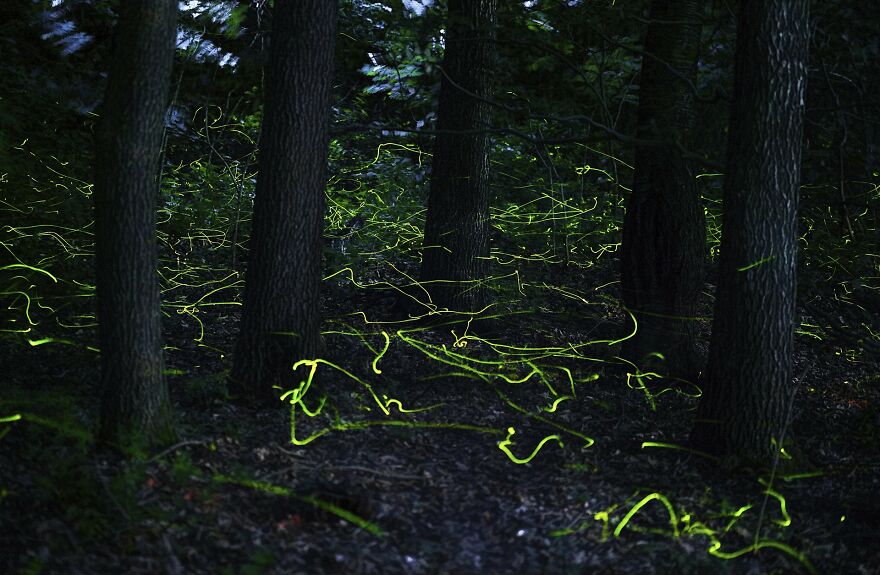 Norbert Kovacs - Light Category