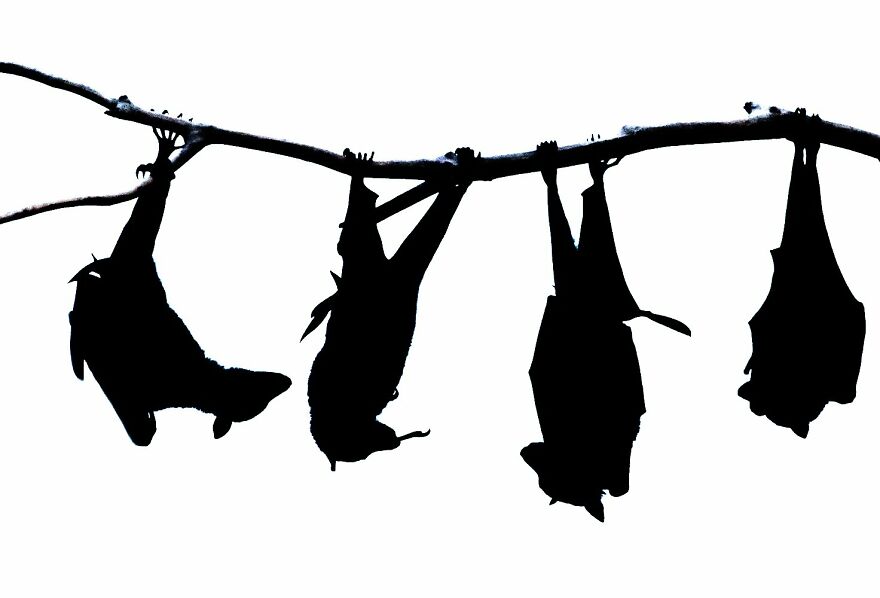 Peter Hudson - Silhouettes Founder's Choice