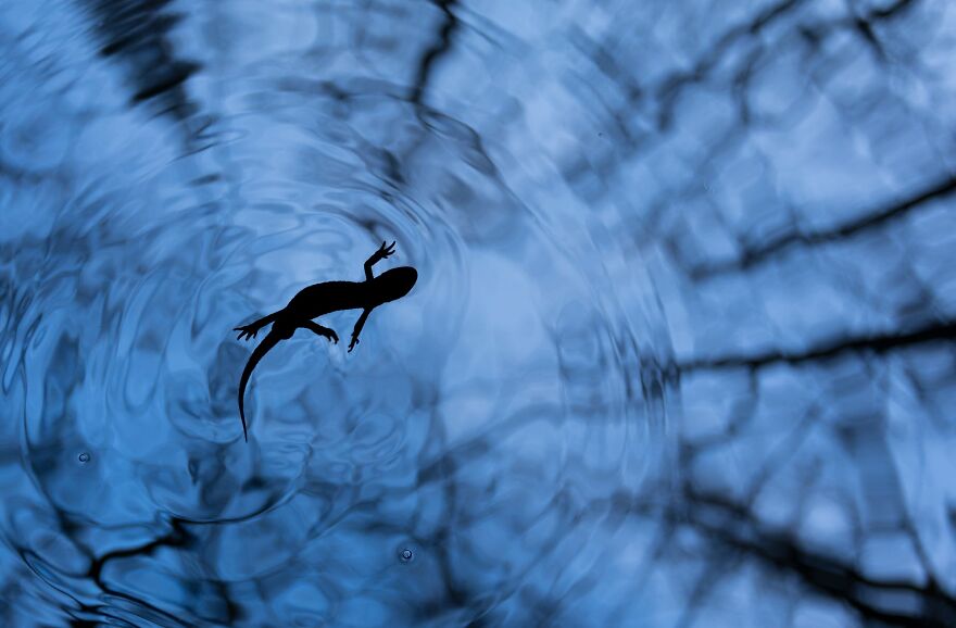 Tibor Litauszki - Silhouettes Silver Award Winner