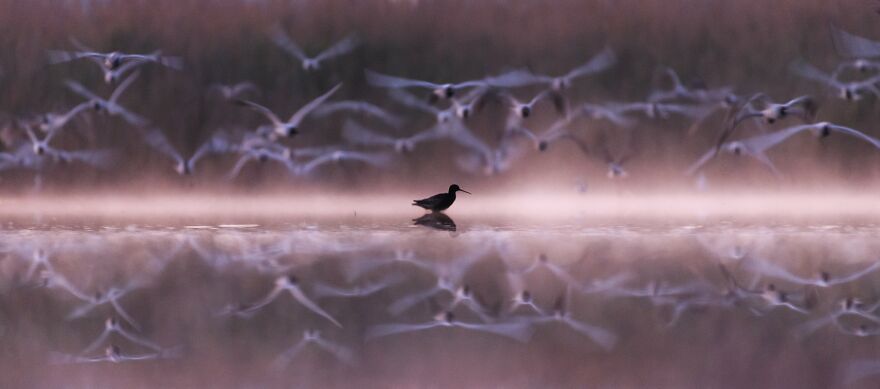 Krisztina Szakolczai - Silhouettes Category