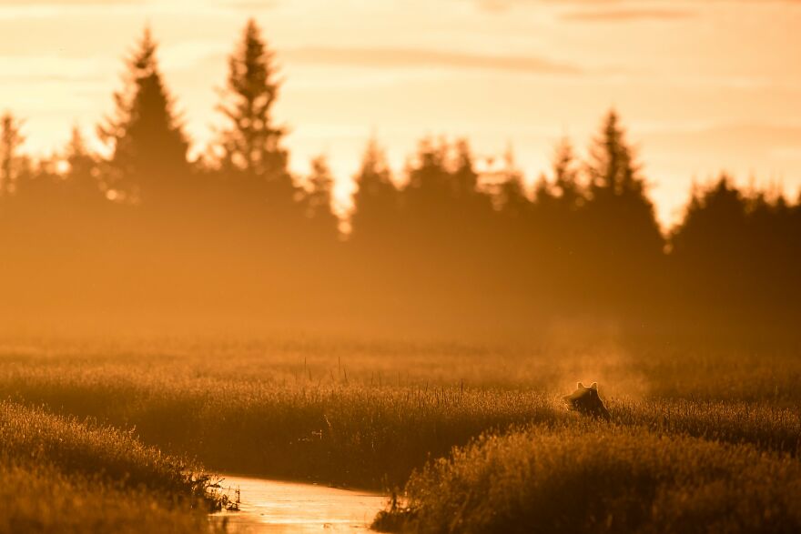 Daniel D’auria - Silhouettes Category