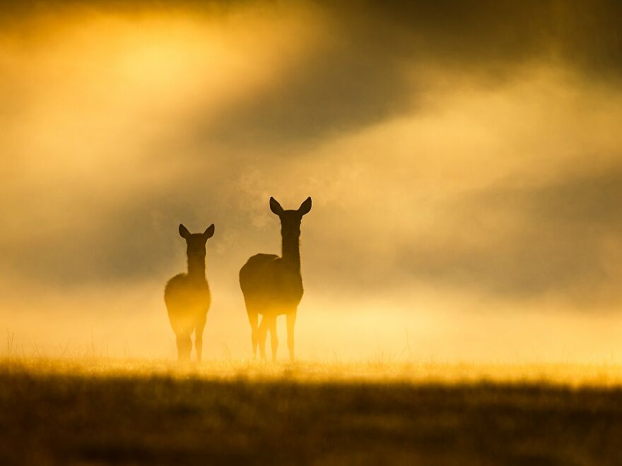 Jeremy Robbins - Silhouettes Category