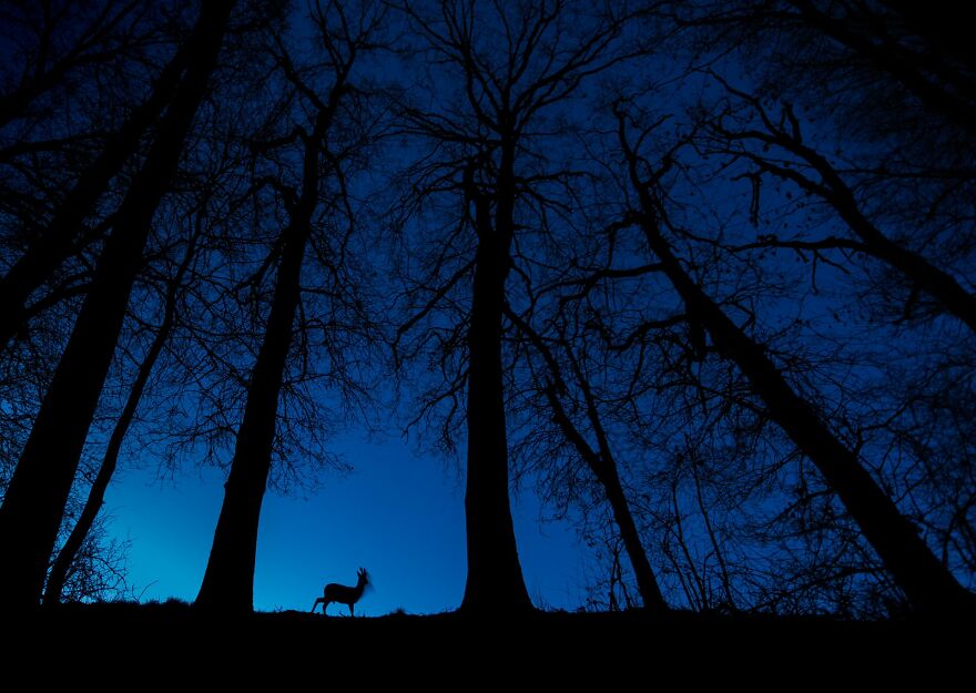 Tibor Litauszki - Silhouettes Category