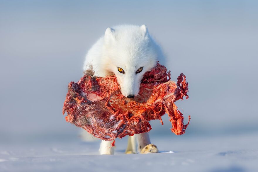 Daniel D’Auria - Eyes Silver Award Winner