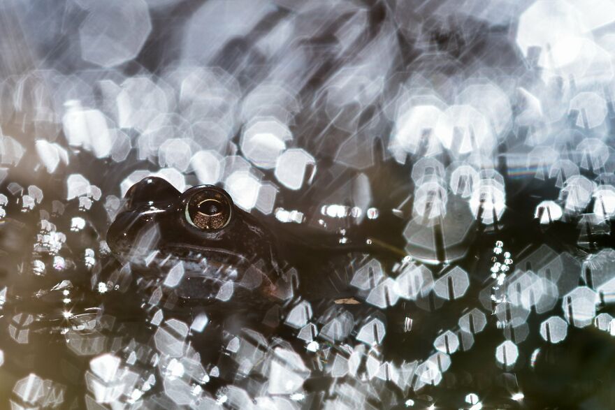 Marco Maggesi - Eyes Founder’s Choice