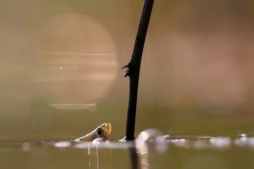 Jomtup Charoenlapnumchai - Eyes Young Category Winner