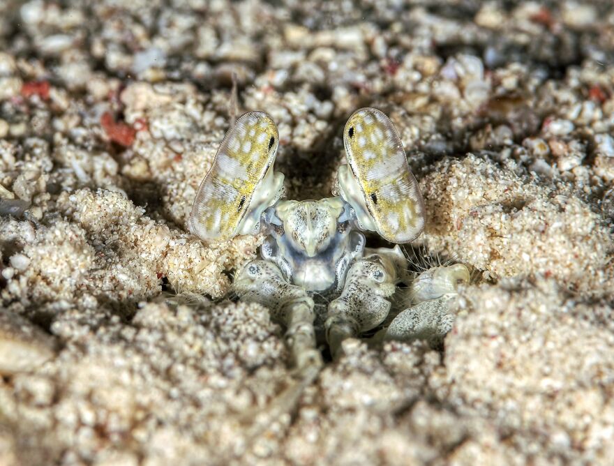 Susanna Rosen - Eyes Category