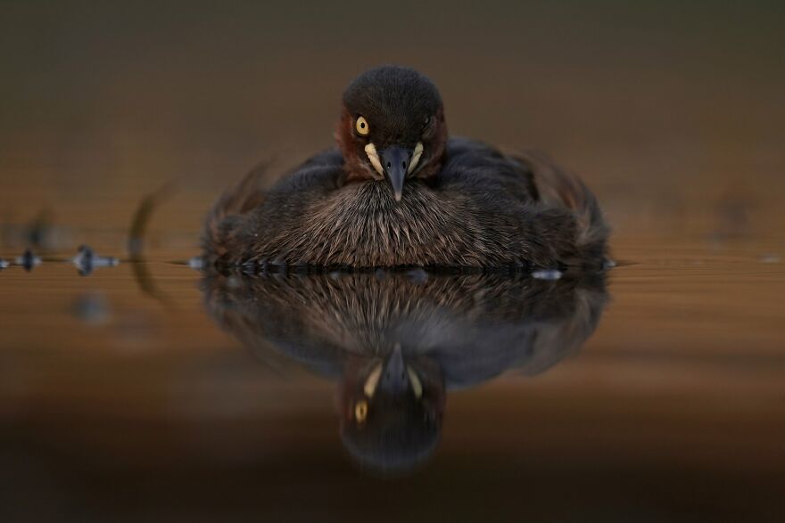 Wanchanok Suvarnakara - Eyes Category