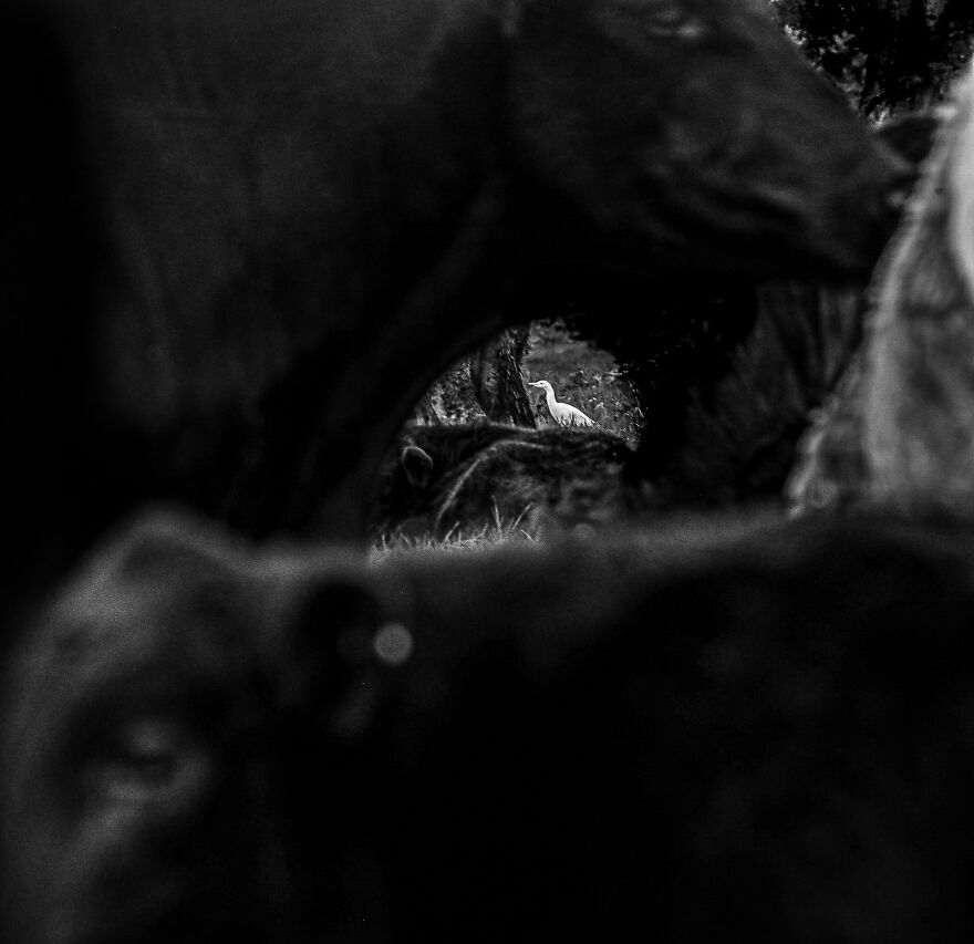 Ben Pulletz - Eyes Category