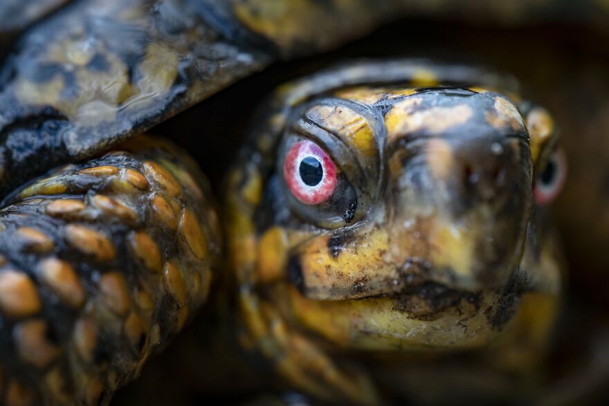 Matthew Sullivan - Eyes Category