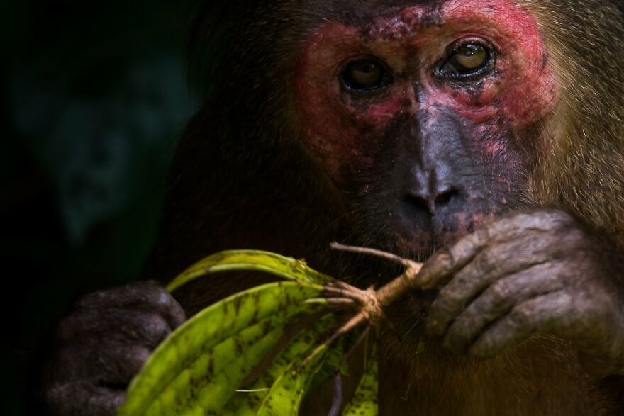 Andorn Meesreedee - Eyes Category