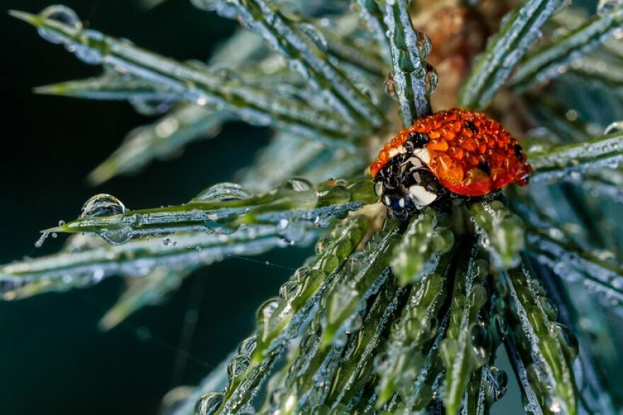 Tim Crabb - Wet Category