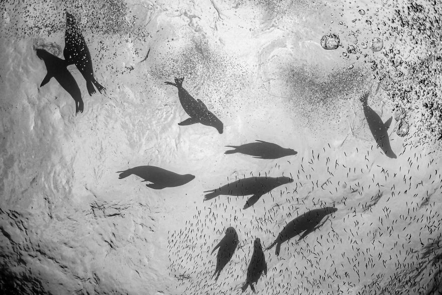 Rick Beldegreen - Silhouettes Category