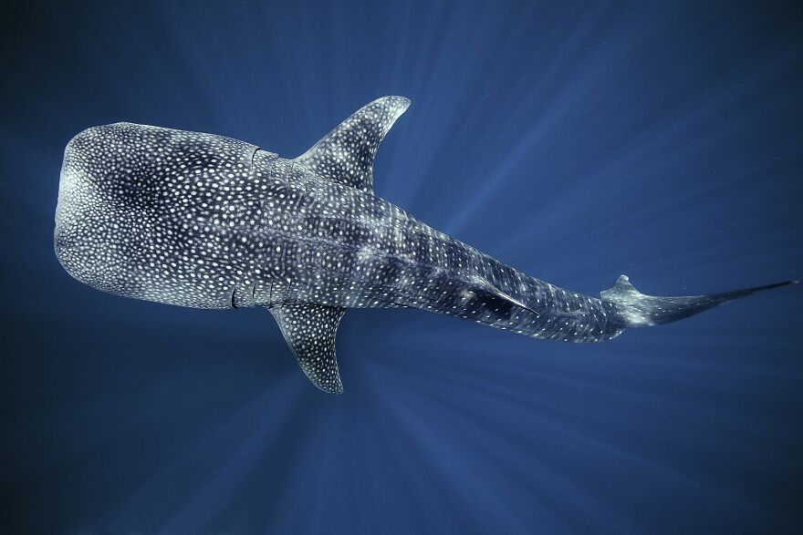 Vanessa Mignon - Wet Category