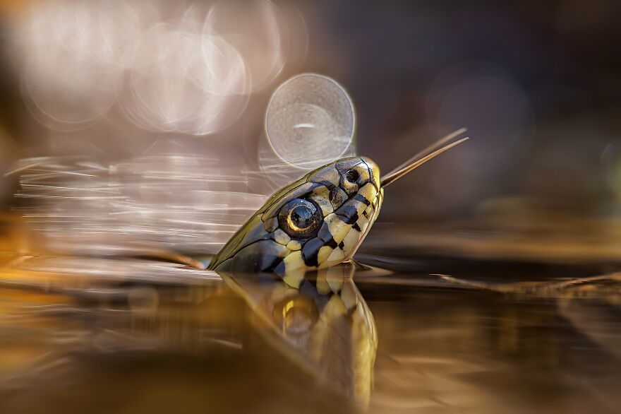 Radim Hlaváč - Eyes Category