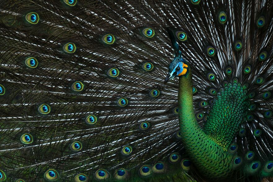 Andorn Meesreedee - Eyes Category