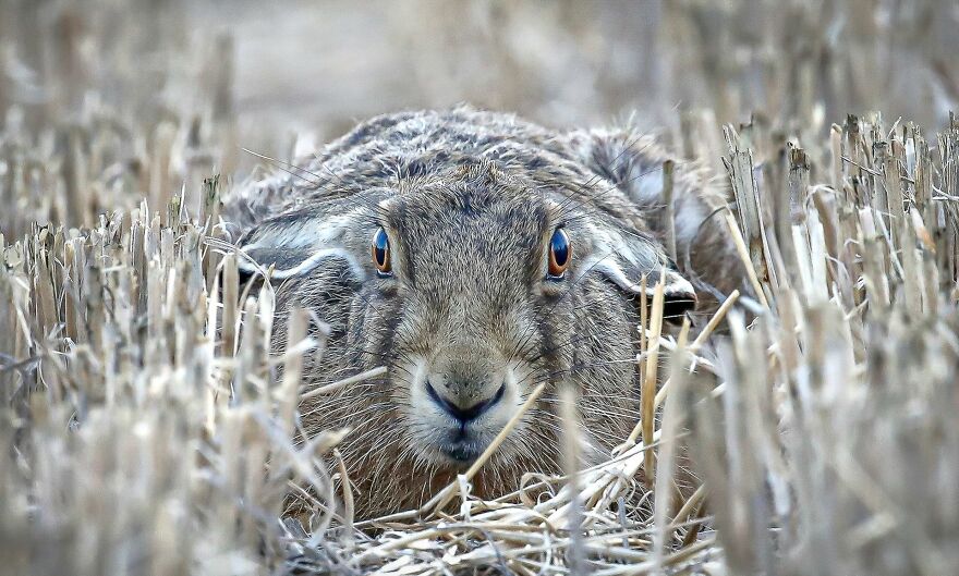 Ben Pulletz - Eyes Category