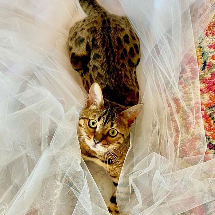 Britney Spears Marries Sam Asghari In Beautiful Intimate Ceremony Britney Spears Marries Sam Asghari In Beautiful Intimate Ceremony