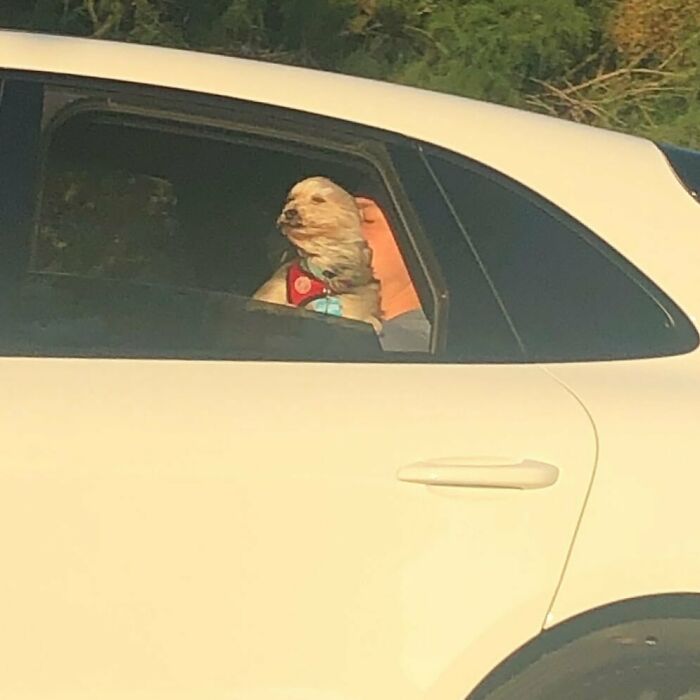 35 Funny And Adorable Dogs That Were Sneakily Photographed And Ended On Up On ‘Dogs Poorly Photographed’ IG Page