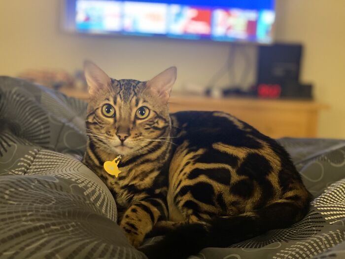 I Am A Magnificent Cat.