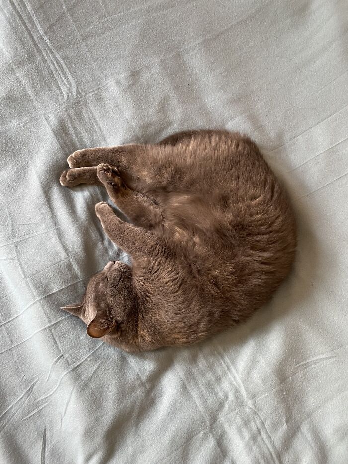 Are You Unemployed? Cause I've Got A Position For Permanent Cuddle Buddy Open In My Heart.