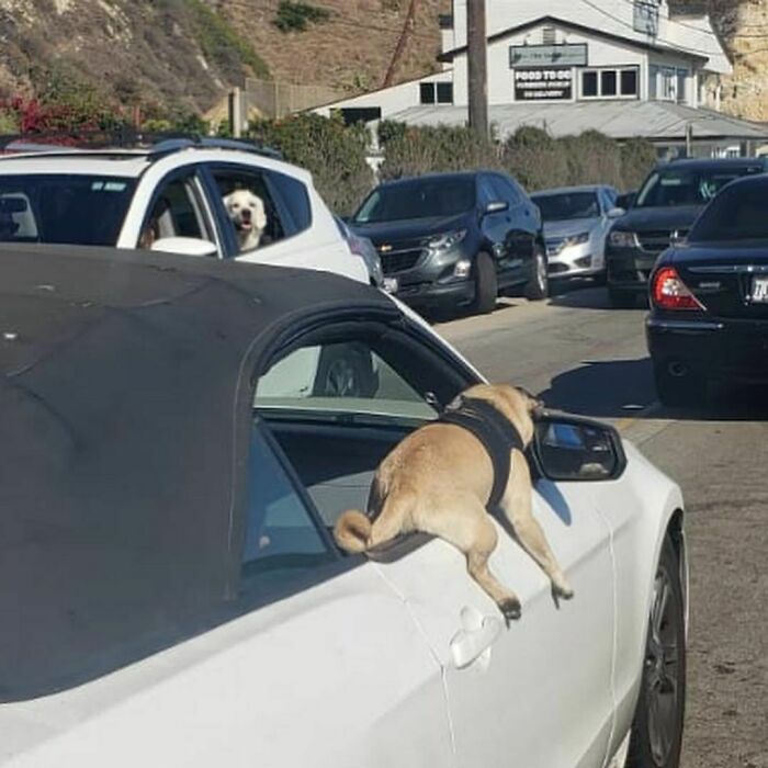 35 Funny And Adorable Dogs That Were Sneakily Photographed And Ended On Up On ‘Dogs Poorly Photographed’ IG Page