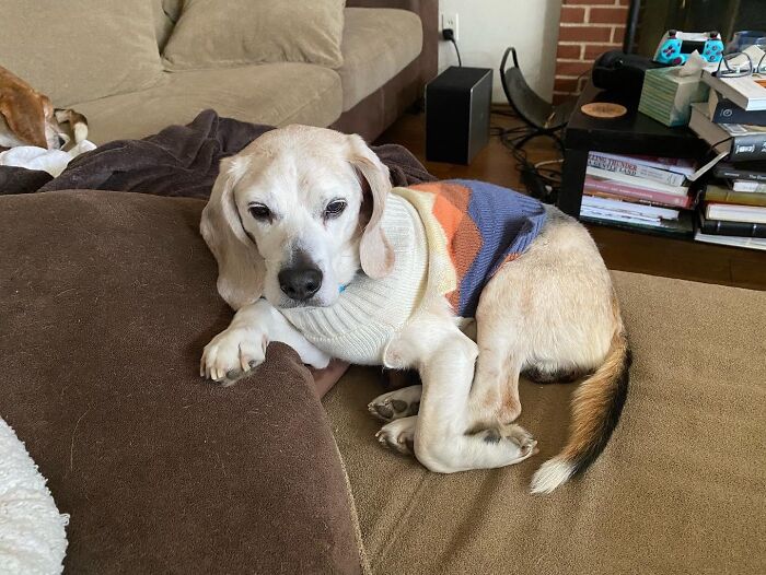 Oh Hello, I Didn’t Hear You Come In.