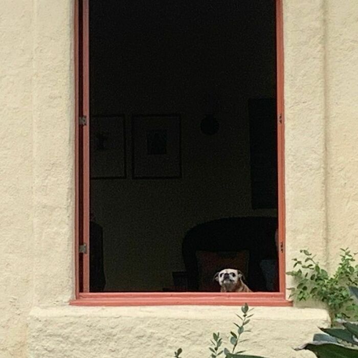 35 Funny And Adorable Dogs That Were Sneakily Photographed And Ended On Up On ‘Dogs Poorly Photographed’ IG Page